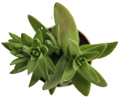 Shark's Tooth Crassula